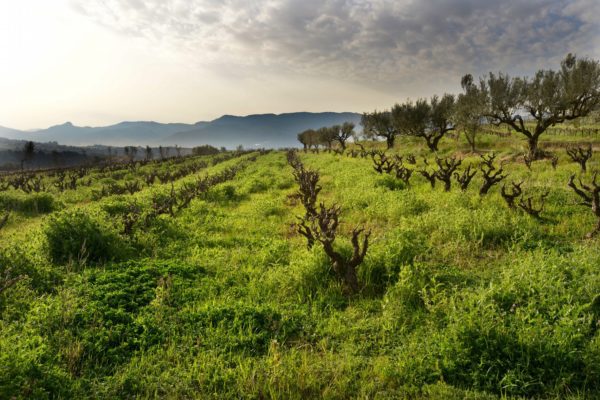 Finca Parera