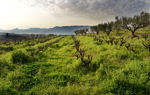 Weingarten Finca Parera 1