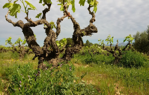 Weingarten Finca Parera 2