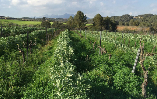 Weingarten Finca Parera