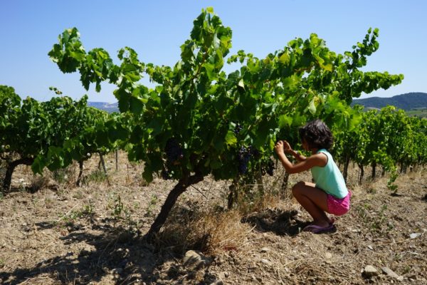 Grenache vom Jeunes Vignes