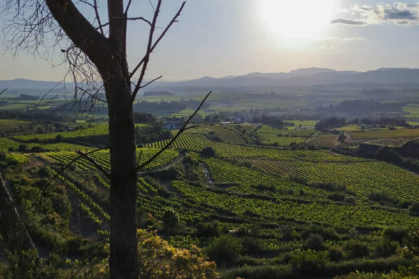 Ausblick Weingarten