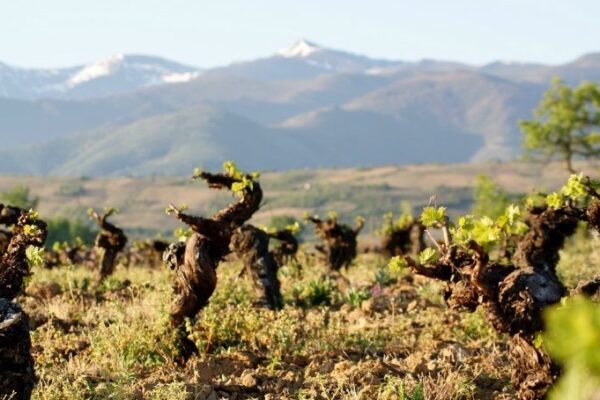 Bierzo Weingarten