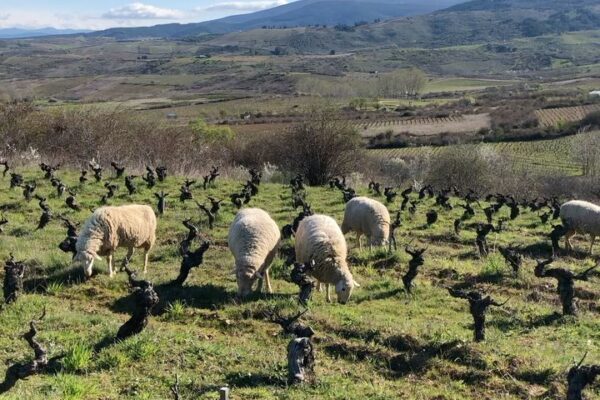 Schafe in Villarin