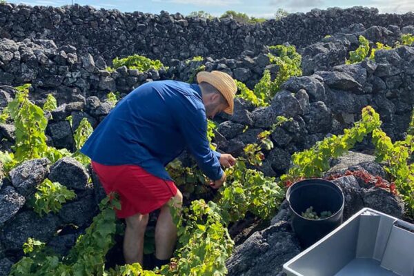 Weinlese bei Entre Pedras