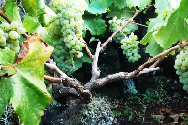 Weinrebe