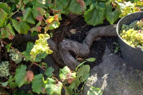 Weinrebe zwischen Lavagfelsen