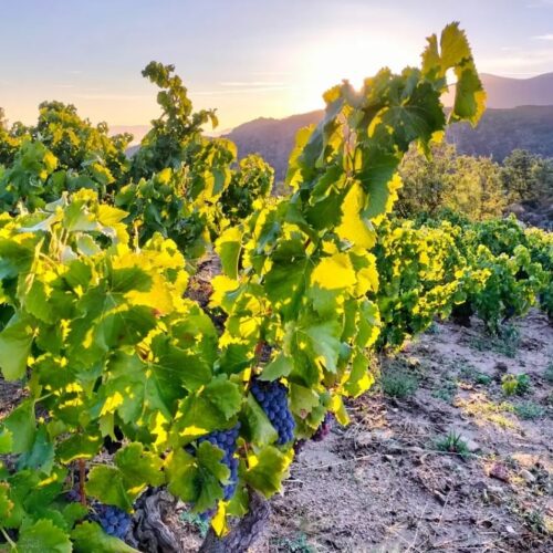 Garnacha Tinta