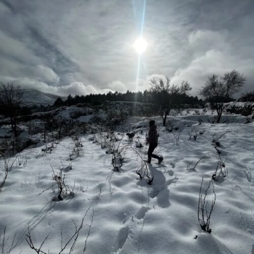 Schnee im Weingarten